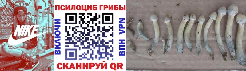 где купить наркоту Северск Псилоцибиновые грибы мухоморы